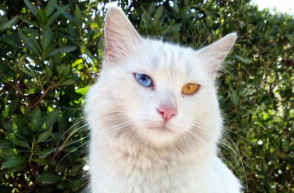 Турецкий Ван Ванская кошка. Ван кедиси порода кошек. Турецкий Ван кедиси белый. Турецкая Ванская кошка белая. Турецкий ван купить