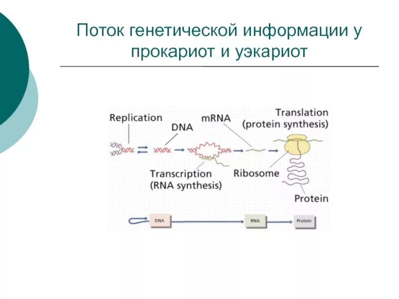 Поток генетической информации у прокариот. Общая схема реализации генетической информации у эукариот. Роль в реализации наследственной информации