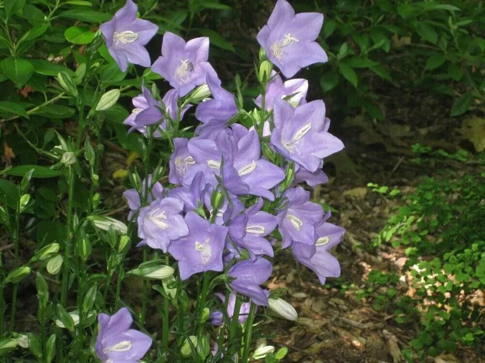 Колокольчик цветок в лесу. Колокольчик персиколистный (Campanula persicifolia `Takion White`). Колокольчик персиколистный (Campanula persicifolia). Колокольчик персиколистный (Campanula persicifolia `Takion Blue`). Колокольчик персиколистный (Campanula persicifolia l.).