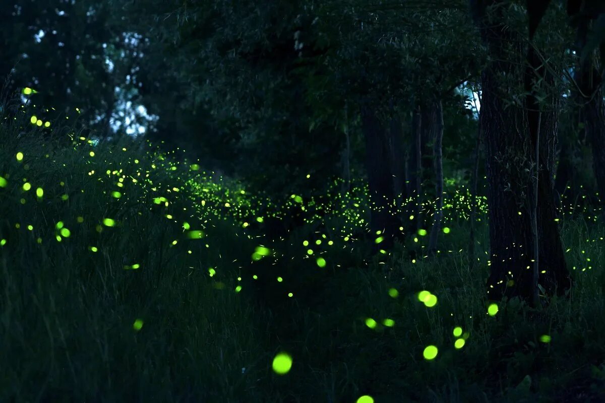Тропические светлячки. Светлячки в поле. Река светлячков в куала лумпур. Биолюминесценция светлячков. Светлячки в абхазии.