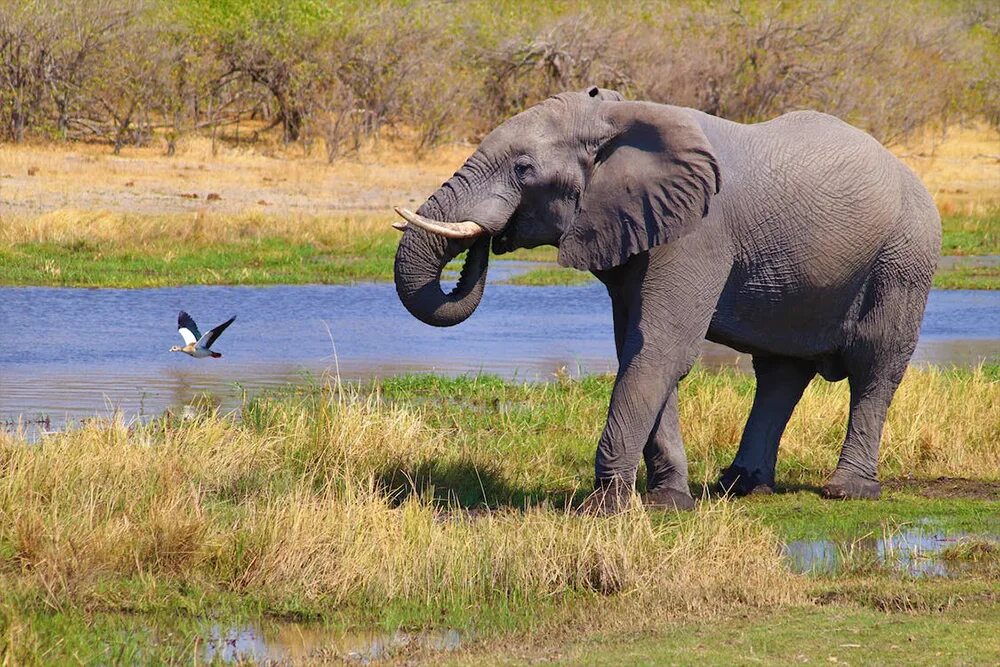 Серенький похож на слона. Африканский слон Loxodonta africana. Слон серый. Серый Слоник. Кения сафари.