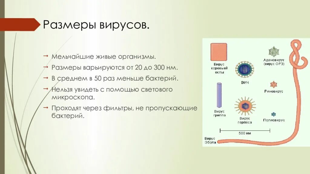 Есть ли у вирусов клетки. Размеры вирусов и бактерий в микронах. Клетка и вирус размер. Размеры вирусов. Сравнительные Размеры вирусов.