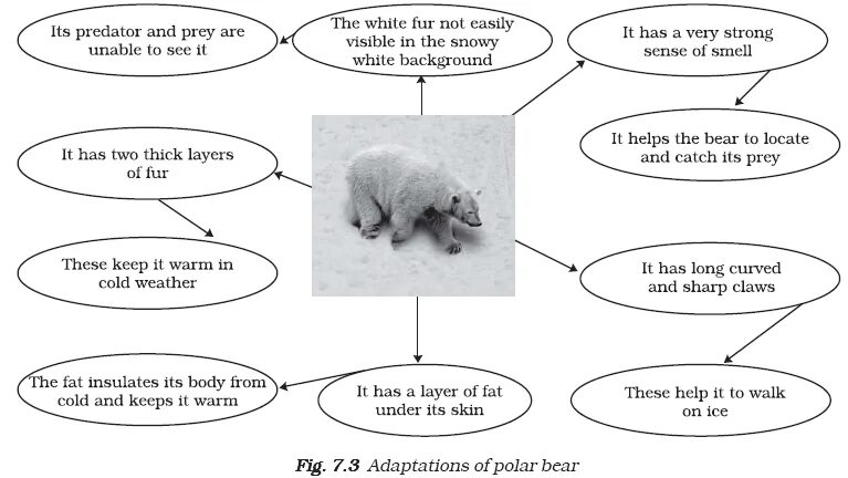 Polar перевод. Полярный медведь на английском. Английский текст Polar Bear. Текст про полярного медведя на английском. Reading about Polar Bears.