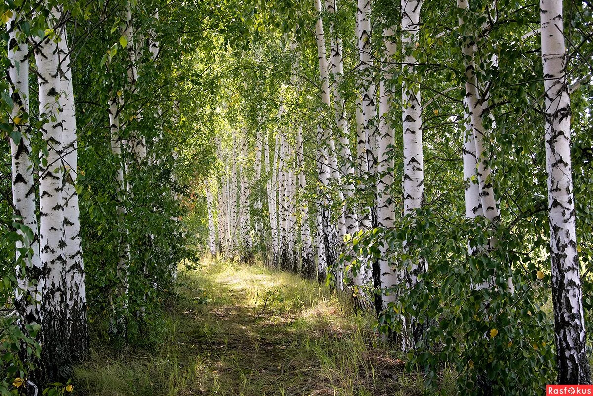 Природное сообщество березовый лес