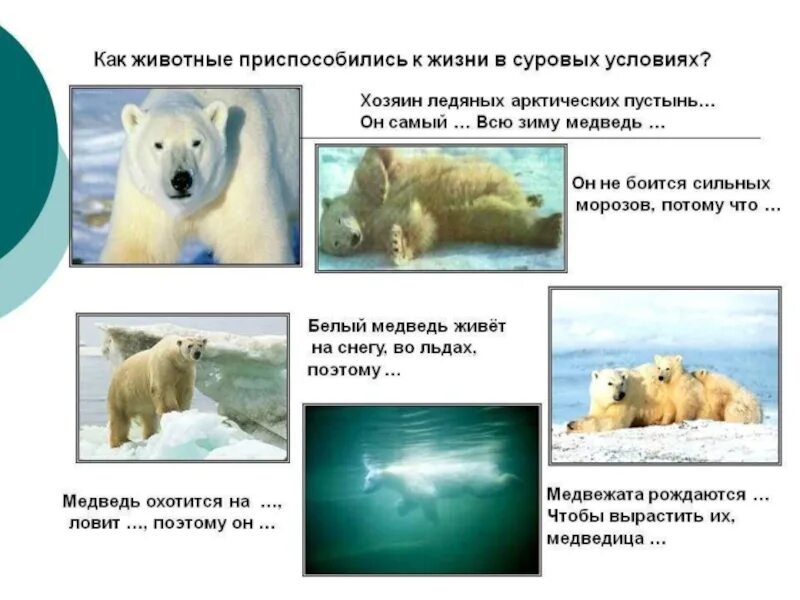 Сообщение как животные приспосабливаются к условиям жизни. Животные холодных районов. Белый медведь условия жизни. Как приспособились животные в холодном климате. Животный мир холодных районов.
