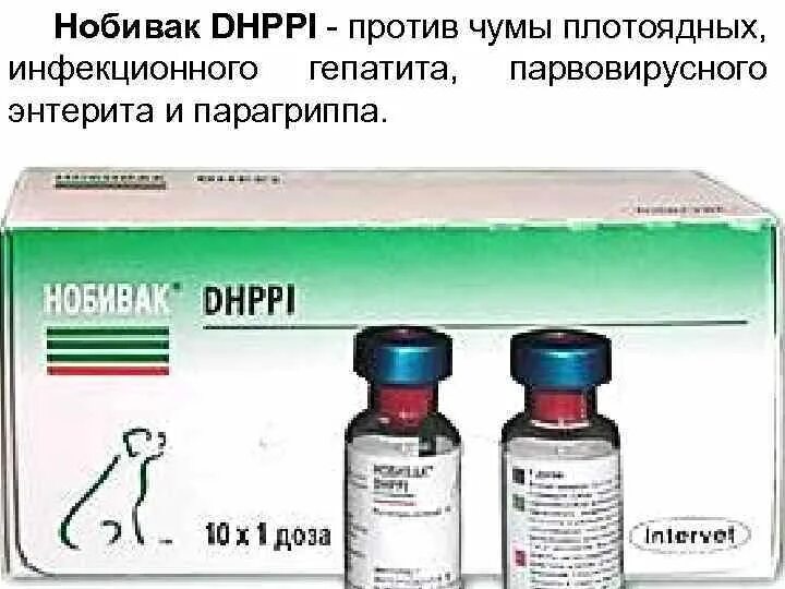 Вакцина против инфекционного гепатита плотоядных. Вакцина от гепатита собак. Антибиотики против чумы. Вирусный гепатит плотоядных.