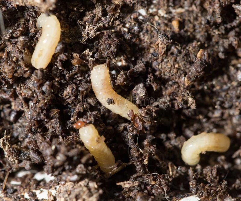 Личинки подуры. Личинки синантропных мух в почве. Энхитреи личинки.