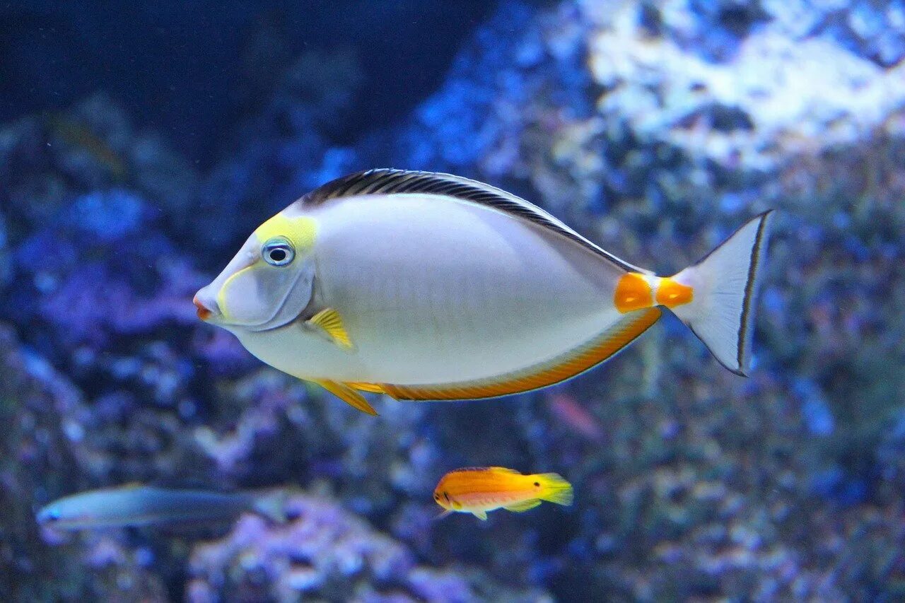 Релакс рыбки. Ангел Императорский (ювенильный), м /Pomacanthus Imperator (j). Pomacanthus Imperator. Морские рыбки. Красивые рыбы.