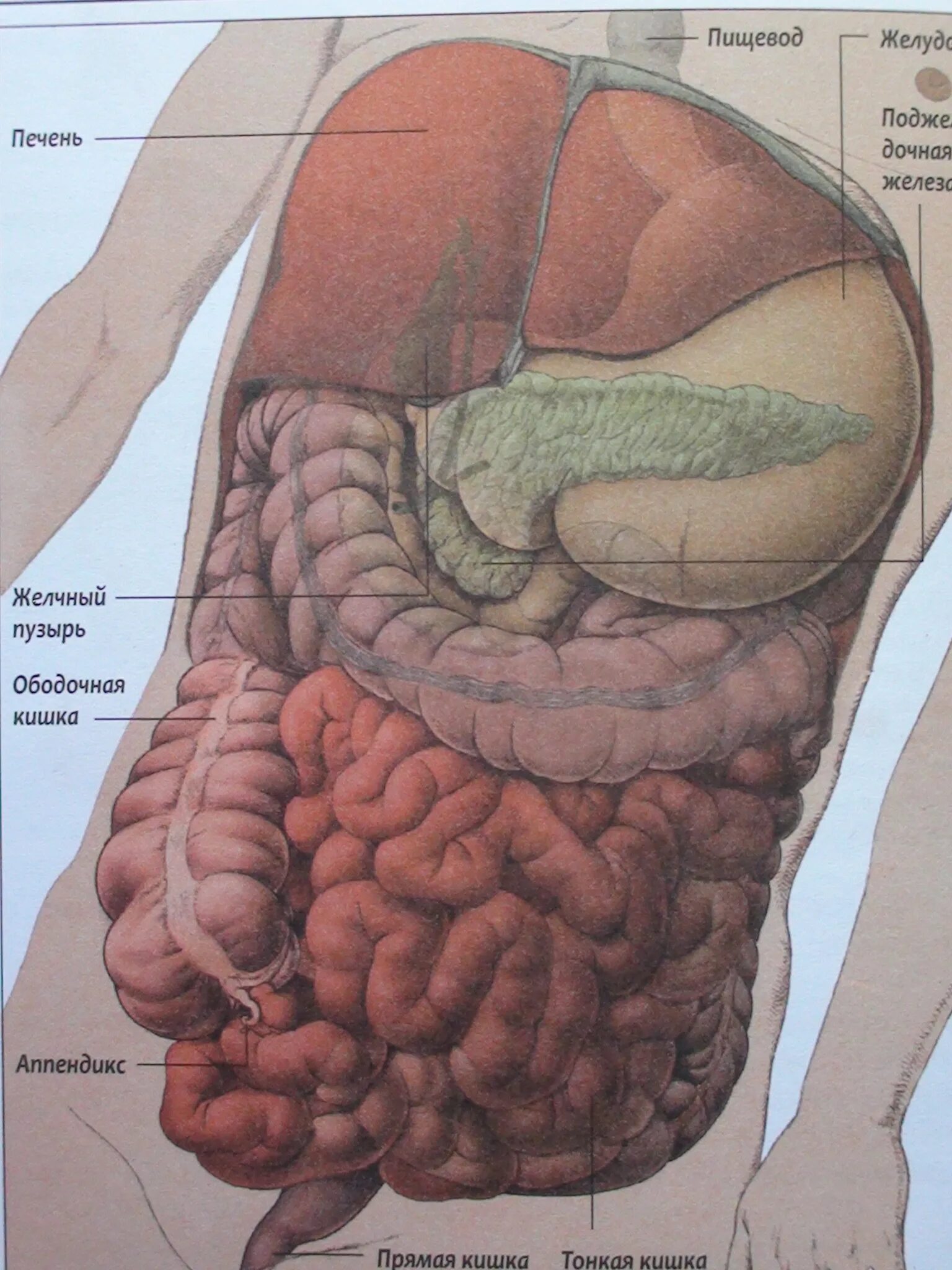 Анатомия человека внутренние органы брюшной полости. Строение кишечника человека схема. Анатомия кишечника брюшной полости человека. Расположение кишечника анатомия. Органы брюшной полости лечение