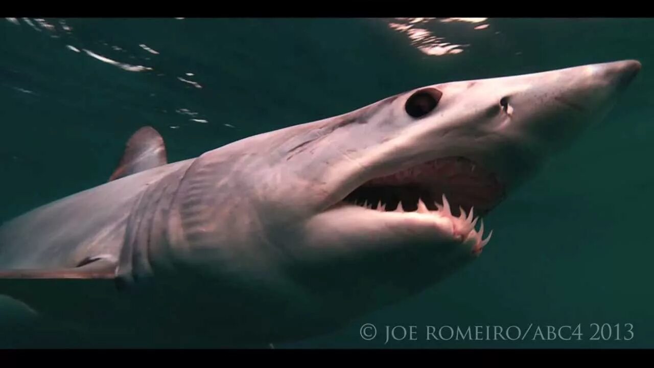 Радиоактивная акула в реальной жизни. Радиоактивная акула Shark. Радиоактивная акула фото. Shark demo