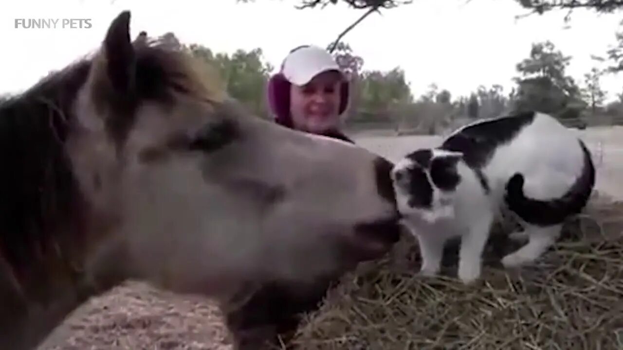 Funny pets 2. Лошадь смеется. Смешной конь. Корова гифка. Лошадь ржет gif.