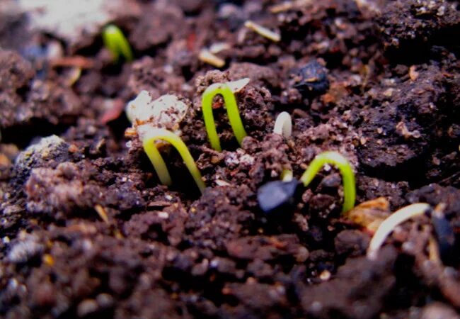 через сколько всходит лук из семян. лук эксибишен семена. лук чернушка эксибишен. лук эксибишен рассада. лук батун параде.