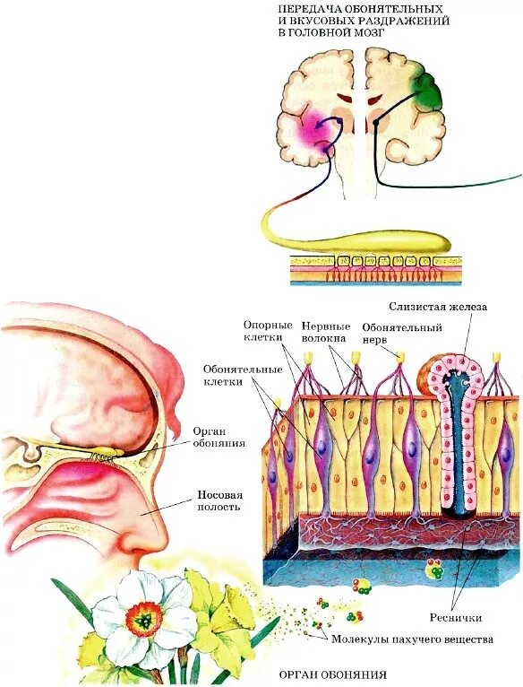 Анализатор обоняние рецепторы. Анализатор кожно мышечной чувствительности. Строение вкусового и обонятельного анализатора. Рецептор анализатора строение. Анализаторы обоняния и вкуса