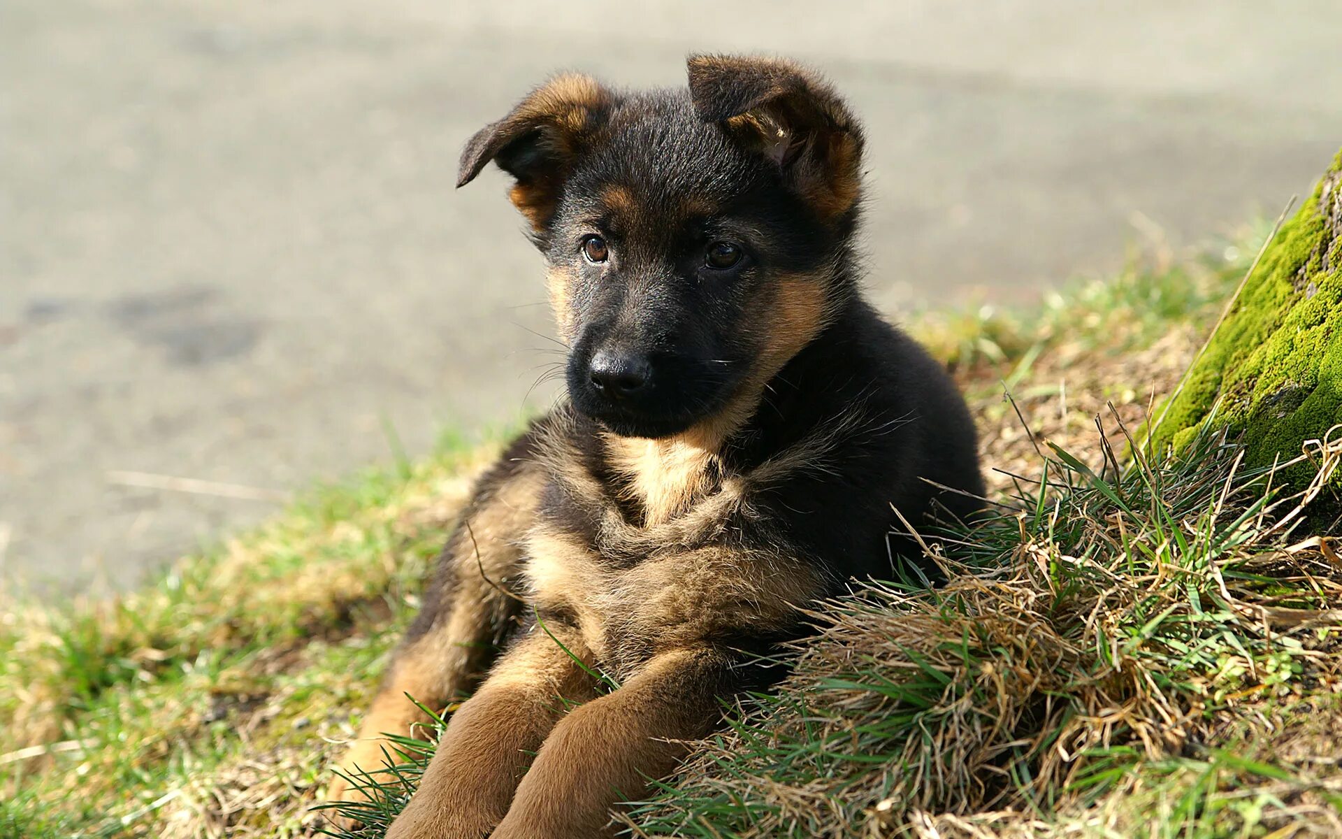 3 animals dogs. Овчарка дворняжка. Немецкая овчарка дворняга. Щенки немецкой овчарки и дворняжки. Маленькая овчарка собака дворняжка.