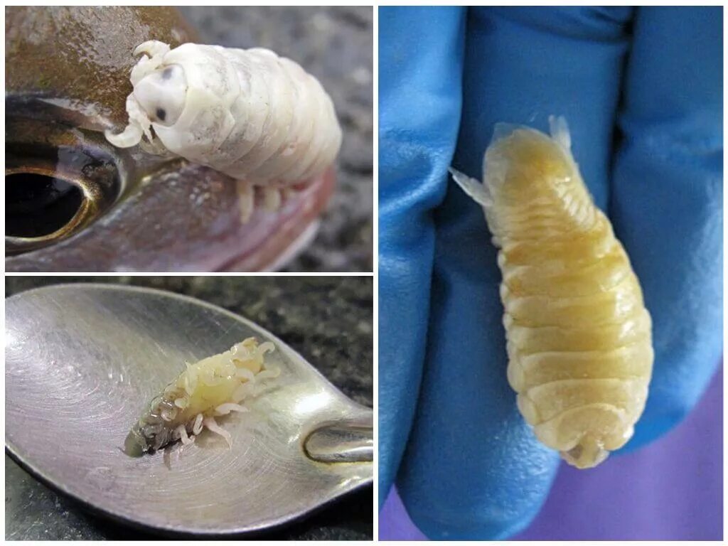 Мокрица паразит. Мокрица-паразит cymothoa exigua. паразитический рачок cymothoa exigua.