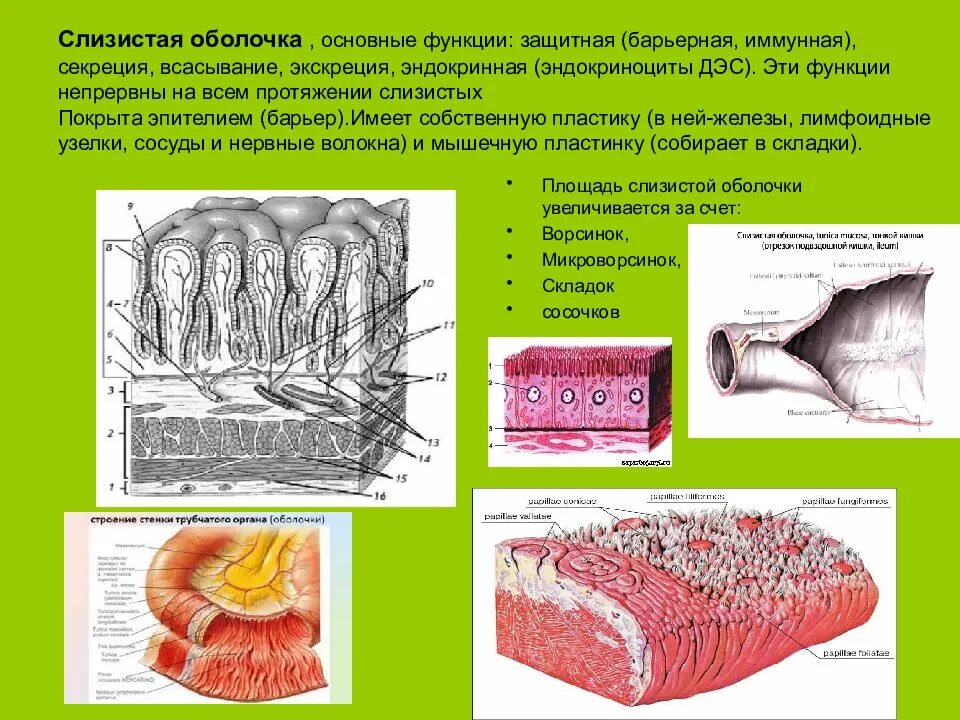 Функции слизистой оболочки. Слизистая оболочка функции. Барьерная функция слизистых оболочек. Барьерная функция слизистой оболочки. Свойства слизистых оболочек