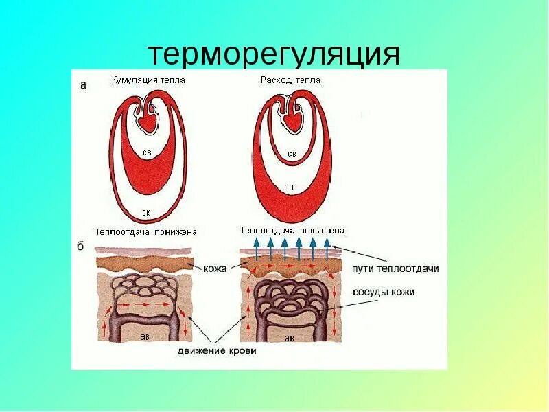 Терморегуляция. Терморегуляция анатомия. Схема терморегуляции кожи. Схема терморегуляции кожи человека. Роль терморегуляции в организме