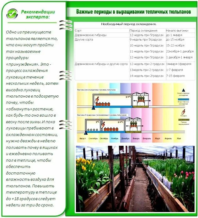 Теплица для выгонки тюльпанов. Луковицы тюльпанов для тепличного выращивания. Какая теплица для выращивания тюльпанов. Охлаждение луковиц тюльпанов.