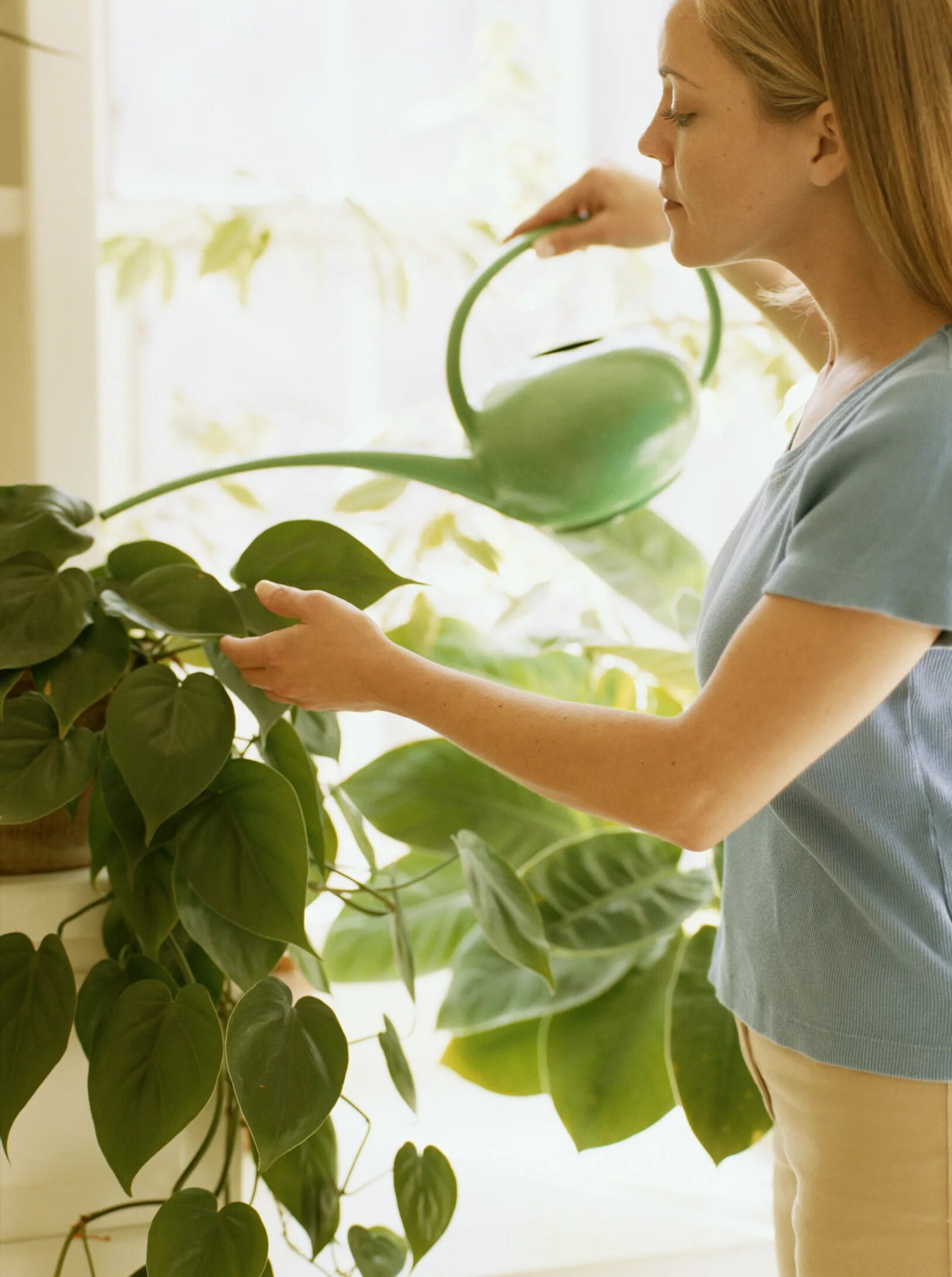 We were watering the plants. Домашние растения. Домашнее растение. Комнатные цветы. Поливать цветы.