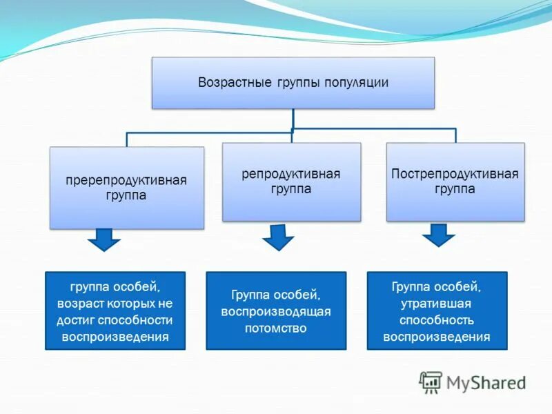 Три группы возраста