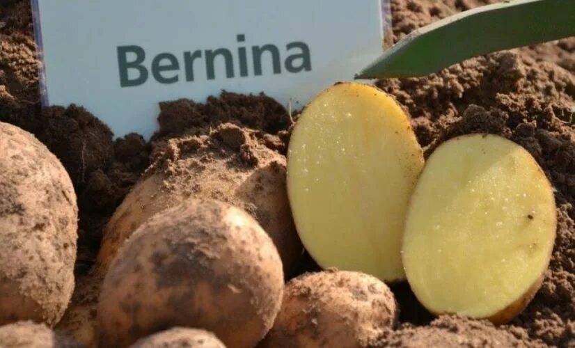 Продам семенной картофель Сетка 5кг -380 ₽ Сельская.. 2025 Новости Игры ВКонтакт