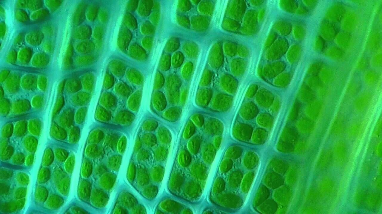 Хлоропласты зеленых водорослей. Хлоропласт в микроскопе. Хлоропласт микрофотография. Хлоропласт под микроскопом. Хлоропласты листа под микроскопом.