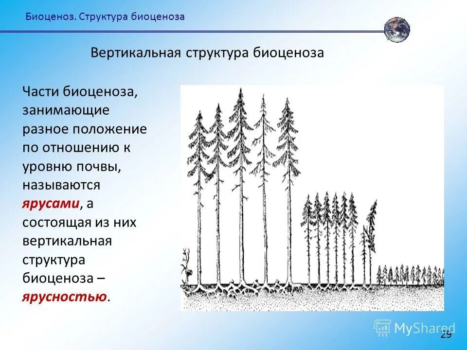 Охарактеризуйте пространственную структуру биоценоза. Вертикальная структура лесного биоценоза. вертикальная структура биоценоза (ярусность). горизонтальная структура биоценоза ярусность. ярусы вертикальной структуры биоценоза.