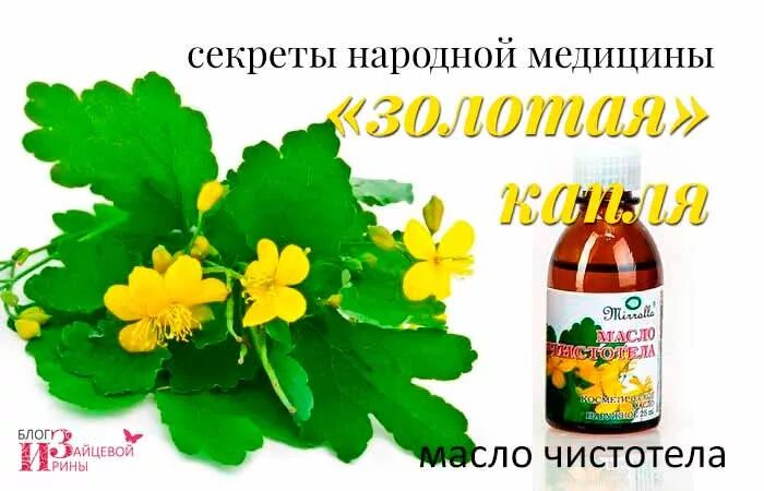 Как хранить чистотел. Чистотел. настой чистотела. мазь из чистотела. настой травы чистотела.