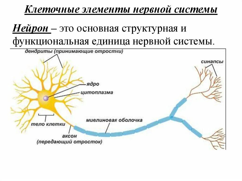 Строение нерва рисунок. Строение нейрона. Нейроны и нервная система человека схема. Схема строения нейрона. Схема строения нервной клетки анатомия.