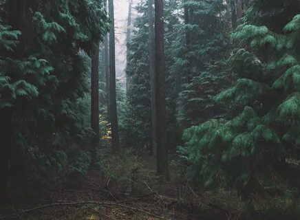 Dangerous forest