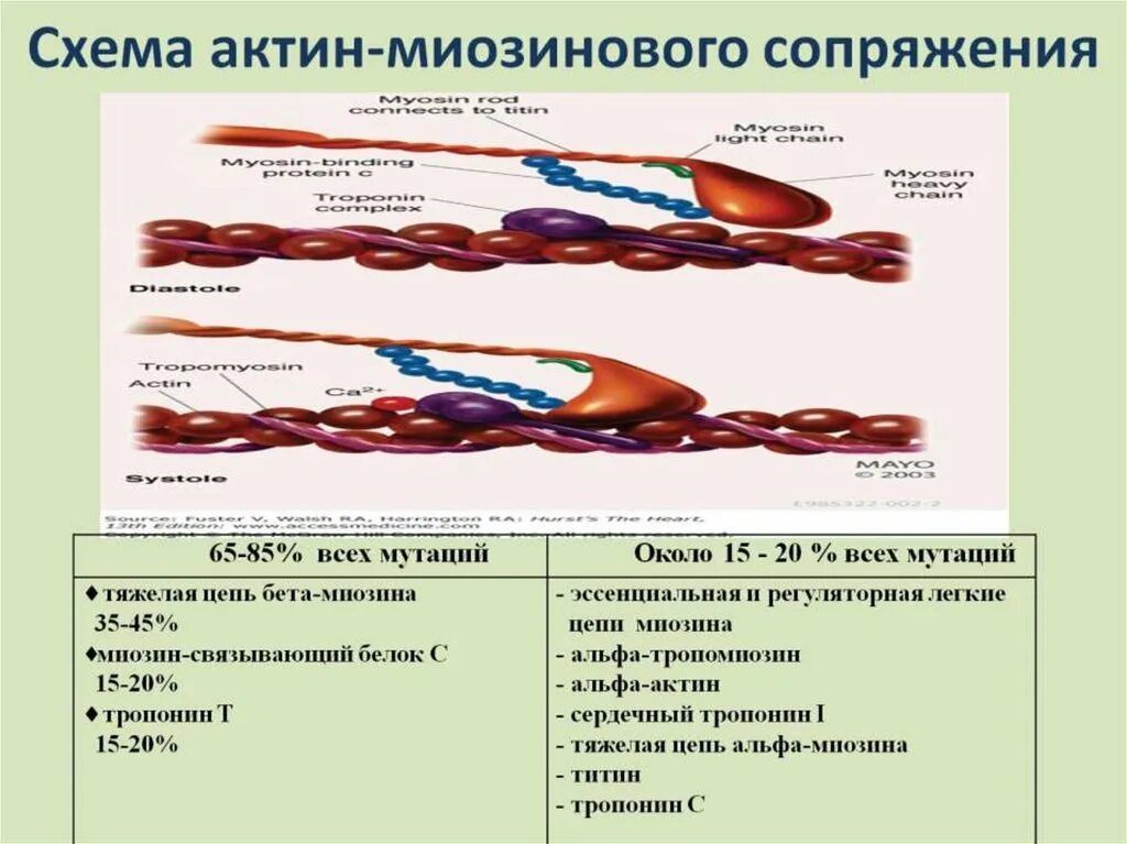 Альфа актин. Актин-миозиновых мостиков. Актин схема. Свойства актина. Актин ткань