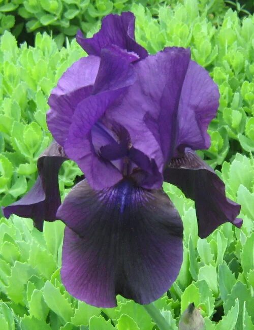 Iris x. Ирис карликовый черри гарден. Ирис германика символ. Ирис burgundy blaze. Iris × hybrida retz ирис гибридный.