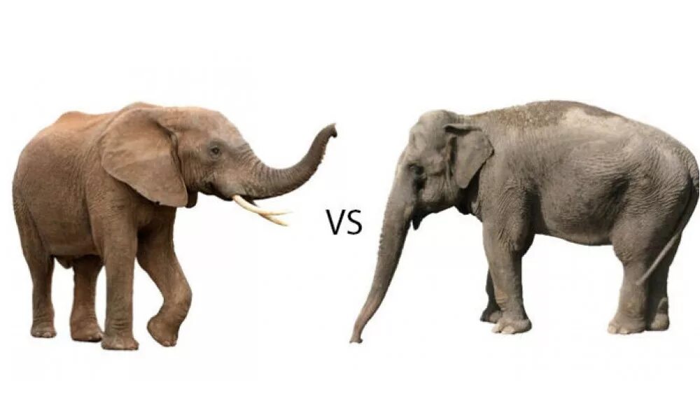 Чем отличается индийский слон от африканского 1. Африканский слон. Африканские и индийские слоны. Слоны Размеры. Слоны индийские и африканские сравнение.