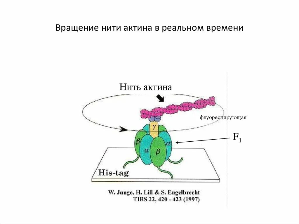 Вращение на нити. Нить времени. Связуя нити всех времён. Конец нити времени. Нити актина