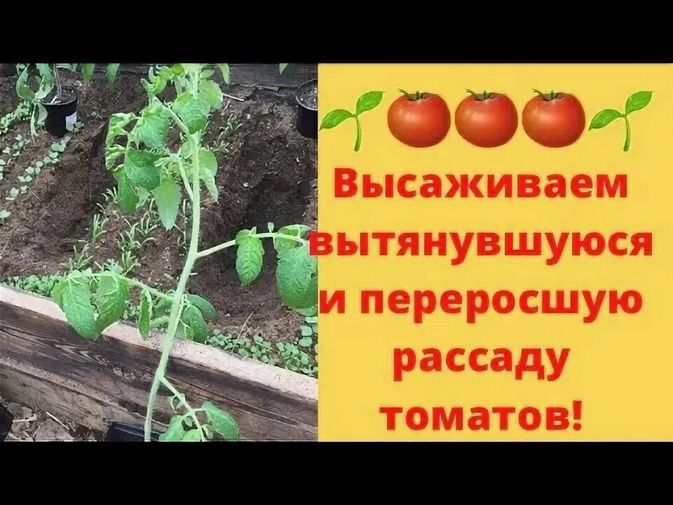 Как сажать длинную рассаду помидор в открытый. Как посадить переросшую рассаду помидор в теплицу. как высадить переросшую рассаду помидор в теплицу. как посадить вытянувшуюся рассаду томатов. посадка помидор лежа в теплице видео.