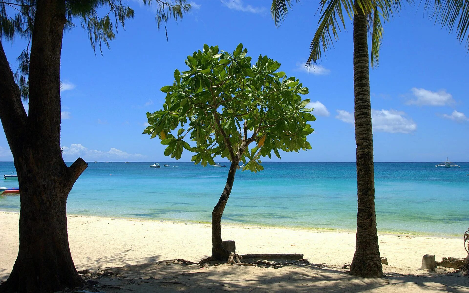 Море пляж пальмы гамак. Пальмы в мехико. Нарисовать гамак между пальмами. Между 2 пальм. Между 2 пальм.