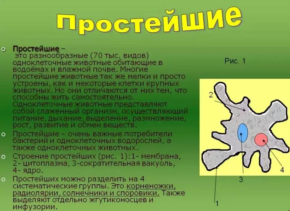И разнообразен а каждый из