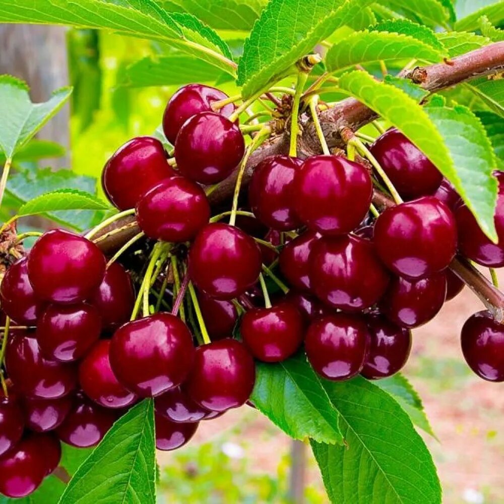 Лучшие сорта черешни