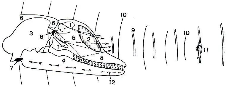 Дельфины эхолокация. Слух дельфина схема. Эхолокационный аппарат дельфина. Схема эхолокации дельфина. Входными воротами для эхолокационного слуха дельфина служит