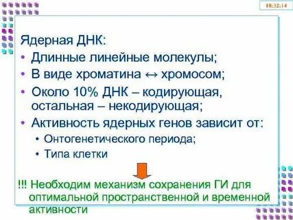 Молекулы ядерных днк