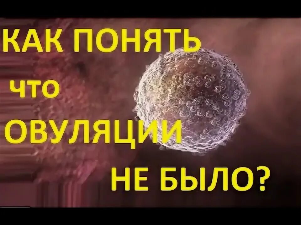 Если нет овуляции что это значит. Если нет овуляции что это значит