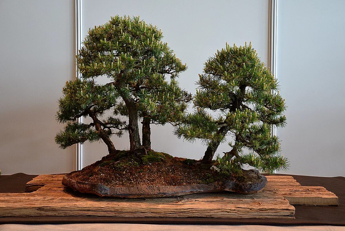 Сосна бонсай. Бонсай дерево сосна. Пиния бонсай. Дерево Pine Bonsai.