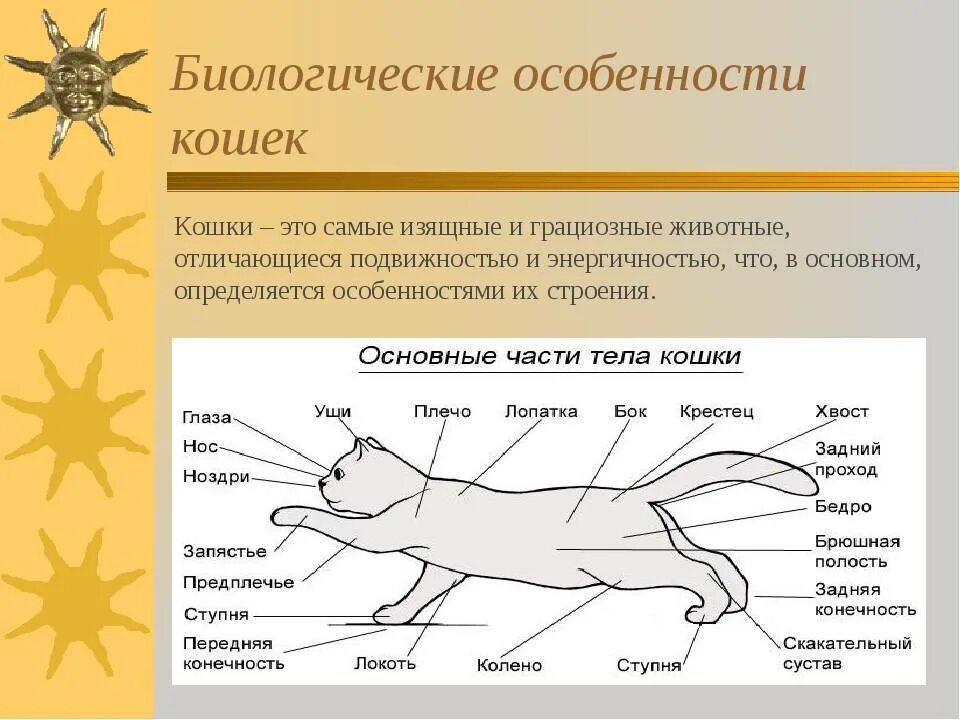 Кошка 1 часть. Внешнее строение кошки. Части тела кошки. Строение кошачьего организма. Особенности строения кошки.