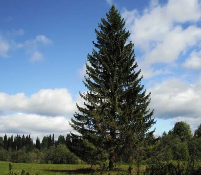 Дерево елка описание. Ель информация о дереве. Карагайская лиственница. Пихта пирамидалис. Лиственница сибирская с пихтой.