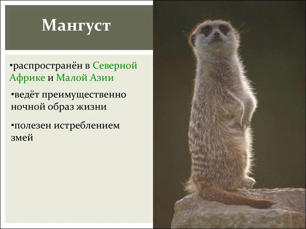 мангуст песня