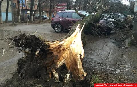 Поваленные деревья как пишется