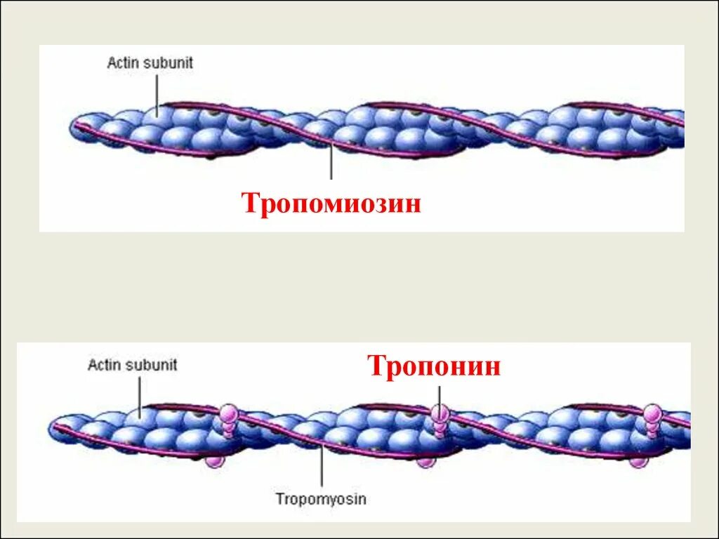 Актин миозин тропонин тропомиозин. Актин тропонин тропомиозин схема. Тропонин тропомиозин физиология. Тропомиозин биохимия. Актин состоит