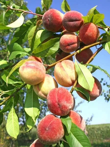 Персик Донской морозоустойчивый / Peach "Donskoy frost-resistant"