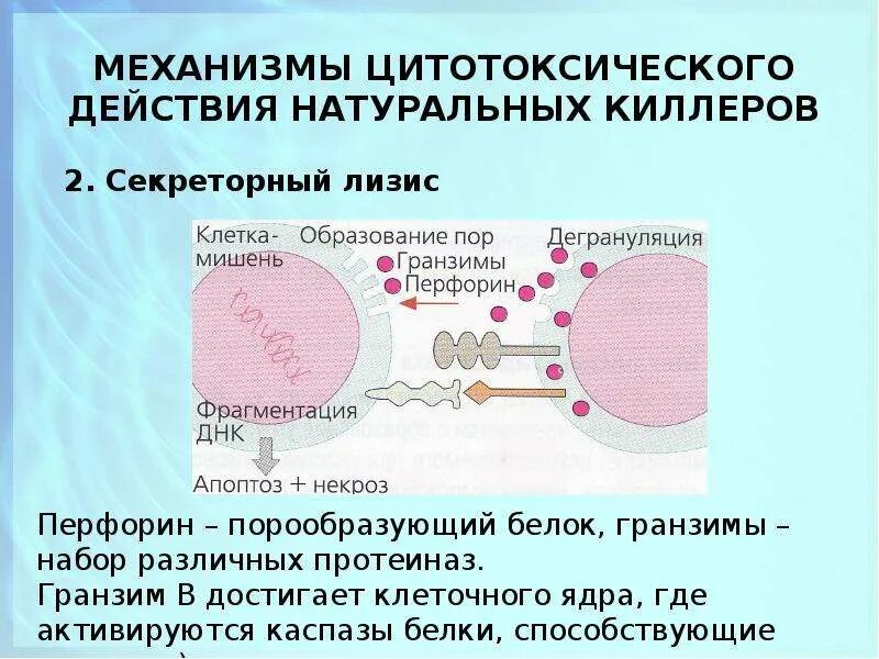 Механизм действия клетки т киллеры. NK клетки механизм действия. Естественные киллеры иммунология. Механизм цитотоксического действия NK-клеток. Цитотоксические т клетки