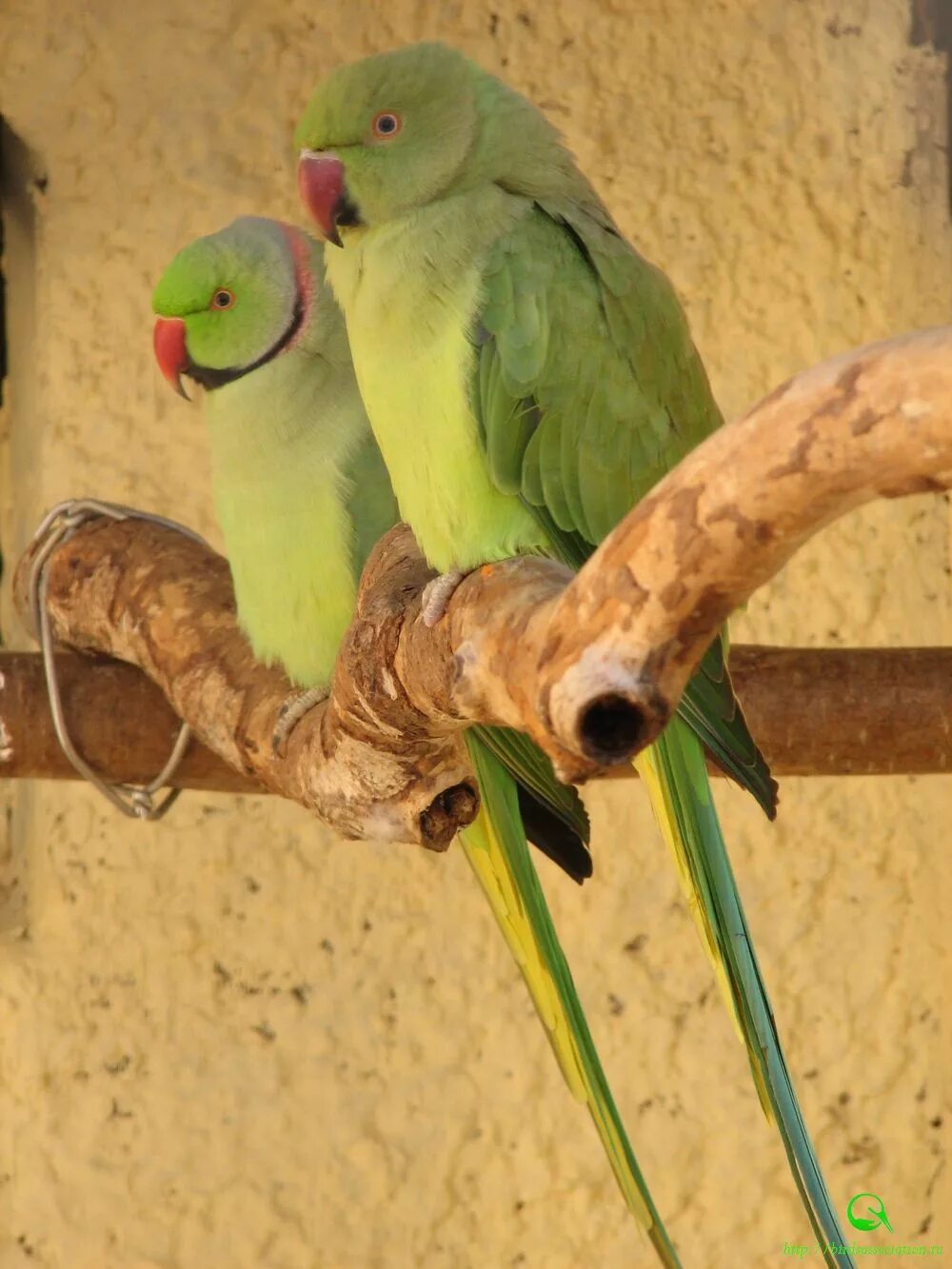 Сколько живут ожереловые. Кольчатый попугай. Жако и ожереловый попугай. Сейшельский кольчатый попугай. Ареалковый попугай порода.